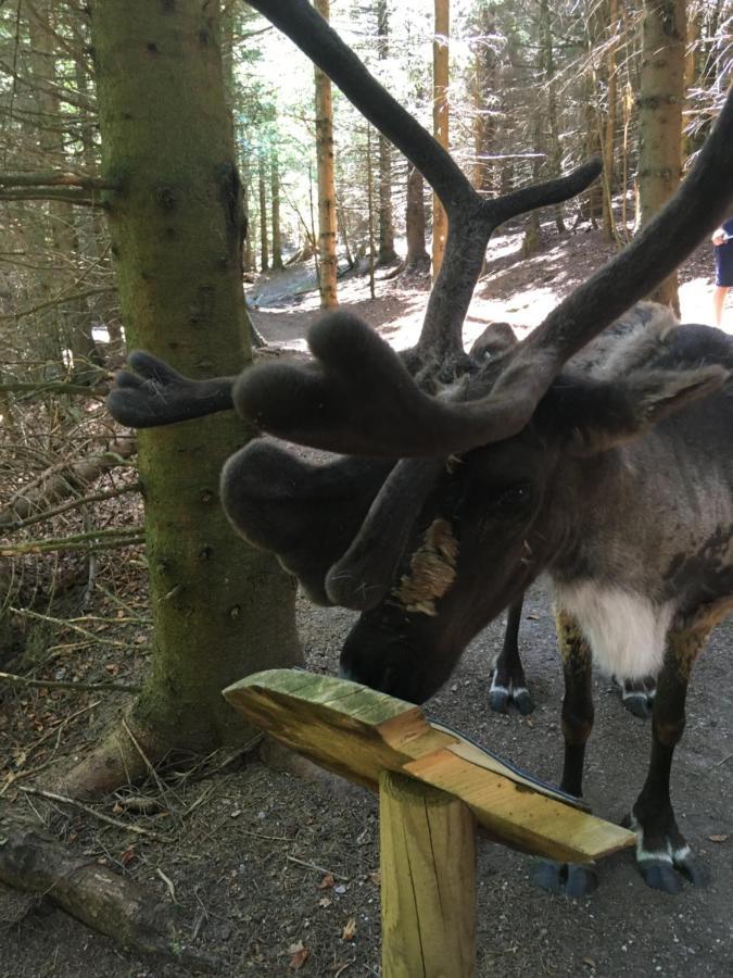 Appartamento Le Petit Beillard Gérardmer Esterno foto