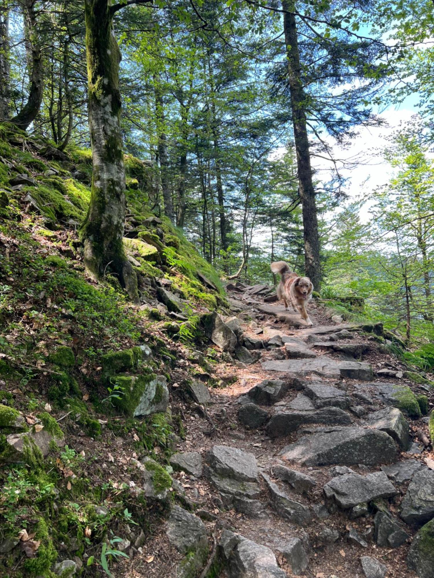 Appartamento Le Petit Beillard Gérardmer Esterno foto